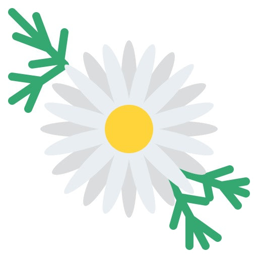 Organic Anthemis Nobilis oil